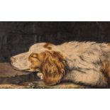 J. Phillp (fl.1773) - Sleeping Welsh Springer Spaniel Watercolour and bodycolour, with ruled pen and