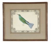 English Colonial School (19th century) - Ornithological studies Six watercolours, within