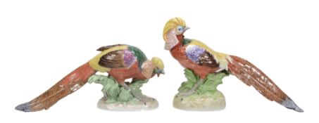 A pair of modern Dresden porcelain models of golden pheasants  A pair of modern Dresden porcelain