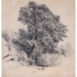 Attributed to Louis Auguste Lapito Oak tree study, Pencil on wove paper Location indistinctly