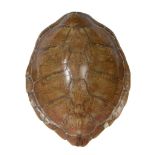 A Green Turtle carapace , circa 1950, approx 63cm x 51cm Note  A Green Turtle carapace (Chelonia