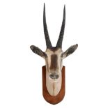 A taxidermy East African Oryx head, Oryx beisa, early 20th century A taxidermy East African Oryx