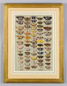 Marian Ellis Rowan (1848-1922) - A study of moths characteristic of Indo-Australia Watercolour,