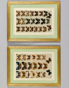 Marian Ellis Rowan (1848-1922) - Studies of butterflies A pair, watercolour Both signed lower left