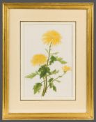 Chinese School (c.1790-1810) - A group of four Chinese botanical studies A rare collection of
