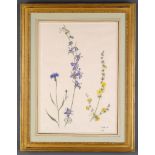 Lady Emma Tennant (b.1943) - Greek wildflowers I - Cornflower; Larkspur; Mullein Pen and brown