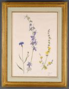 Lady Emma Tennant (b.1943) - Greek wildflowers I - Cornflower; Larkspur; Mullein Pen and brown