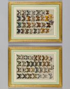 Marian Ellis Rowan (1848-1922) - Studies of butterflies A pair, w atercolour with bodycolour, on