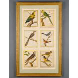 Francois Nicolas Martinet (1731-1790) - A collection of 24 prints of exotic birds Engravings with
