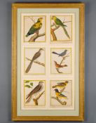 Francois Nicolas Martinet (1731-1790) - A collection of 24 prints of exotic birds Engravings with