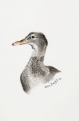 Flora Blackett (b.1978) - Female Mallard Watercolour, over pencil Signed and dated 2009 lower