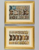 Marian Ellis Rowan (1848-1922) - Studies of moths characteristic of Indo-Australia A pair,