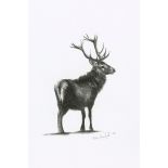 Flora Blackett (b.1978) - Imperial Stag Pencil Signed and dated 2009 lower right 25 x 20 cm. (10 x 8