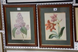 After Redoute 'Loilas' Botanical prints, a pair 27cm x 20cm -2