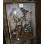 A taxidermy collection of birds in a glazed rectangular case, to include Kingfisher and sparrow,