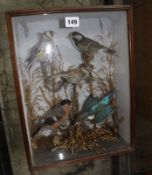 A taxidermy collection of birds in a glazed rectangular case, to include Kingfisher and sparrow,
