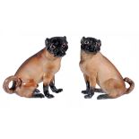 A pair of Meissen (outside decorated) models of pugs  , late 19th century,  each seated, with brown