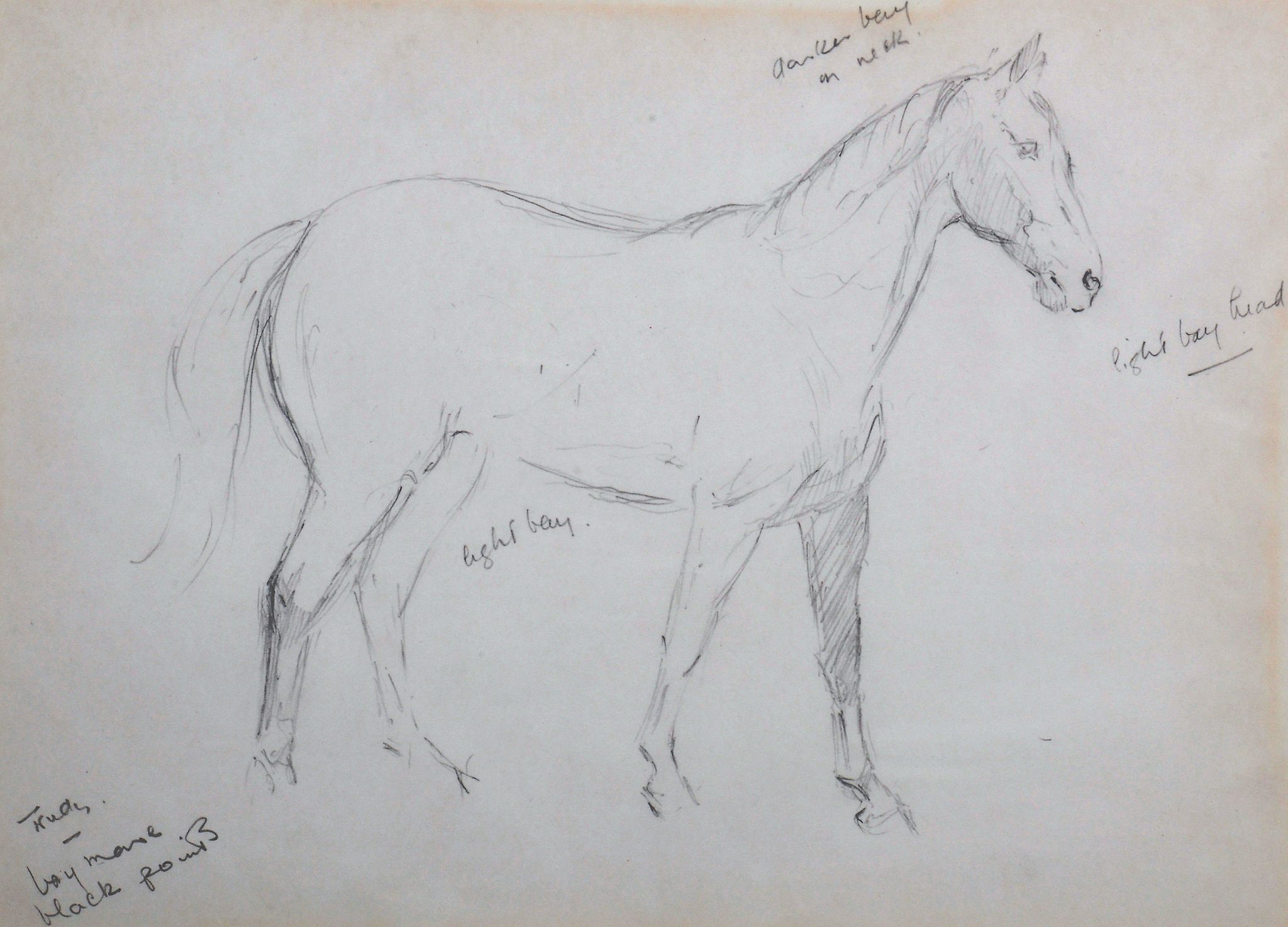 Molly Maurice Latham (1900-1987)  Ticky, a hunter, with rider up  Pencil Inscribed lower left Ticky - Image 4 of 6