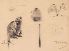 Wilhelm Friedrich Kuhnert (1865-1926) - Studies of a Tree Kangaroo Black chalk and pencil, on buff