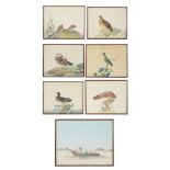 Company School, early 19th century  , thirteen watercolours heightened with white, one marked  J