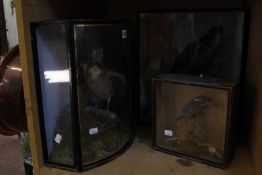 Three taxidermy birds, all in separate glazed cases -3 Best Bid