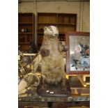 A taxidermy badger, standing, on wooden plinth base, 60cm high approx. Best Bid