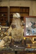 A taxidermy badger, standing, on wooden plinth base, 60cm high approx. Best Bid
