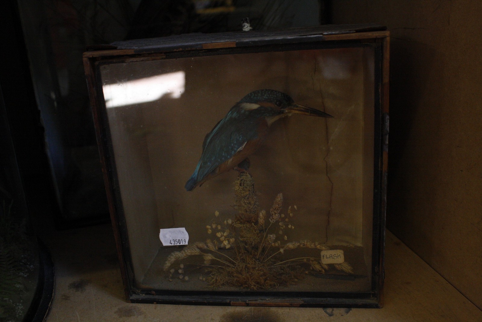 Three taxidermy birds, all in separate glazed cases -3 Best Bid - Image 2 of 2