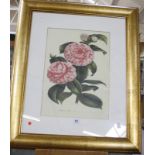 After E. G. Henderson 'Camellia Jap' Colour print 39cm x 28cm
