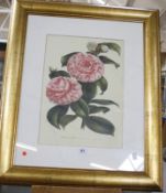 After E. G. Henderson 'Camellia Jap' Colour print 39cm x 28cm