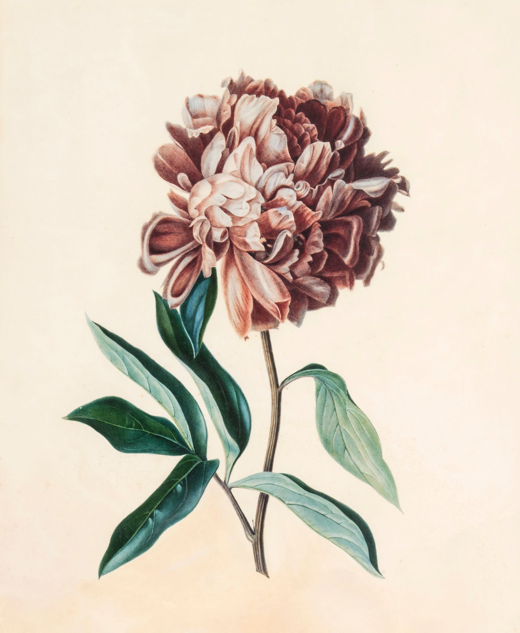 Augusta Innes Withers (née Baker) (1793-1877) - Peony; Chinese Peony A pair, watercolour and - Image 2 of 2
