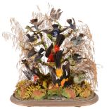 A group of preserved and mounted birds, including humming birds and a...  A group of preserved and