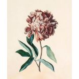 Augusta Innes Withers (née Baker) (1793-1877) - Peony; Chinese Peony A pair, watercolour and