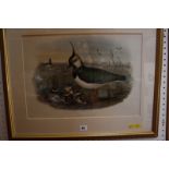 After Gould Lapwing 'Vanelius Cristatus' Colour lithograph 36cm x 50cm