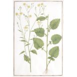 Follower of Anne Lee (c.1753-1790) - A group of twelve botanical studies Watercolour and