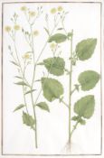 Follower of Anne Lee (c.1753-1790) - A group of twelve botanical studies Watercolour and