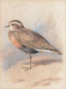 Archibald Thorburn (1860-1935) - A Ruff; with another wading bird Original illustrations for W.