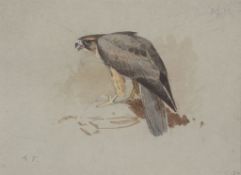 Archibald Thorburn (1860-1935) - A Hawk Watercolour over pencil, with touches of white, on light