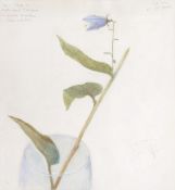 John Nash (1893-1977) - Nettle leaved bell flower Watercolour, graphite, heightened with white