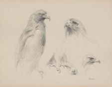 John C. Edwards (20th Century) - Study of an eagle Graphite, hightened with white, on light grey
