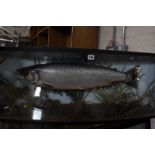 A taxidermy Salmon in a bow fronted display case, 99cm long x 38.5cm high