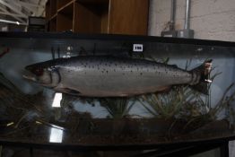 A taxidermy Salmon in a bow fronted display case, 99cm long x 38.5cm high