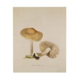 The Chatelet Folio of Mushrooms and Fungi circa 1880,  painted by Madame Augusta Chatelet between