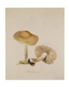 The Chatelet Folio of Mushrooms and Fungi circa 1880,  painted by Madame Augusta Chatelet between
