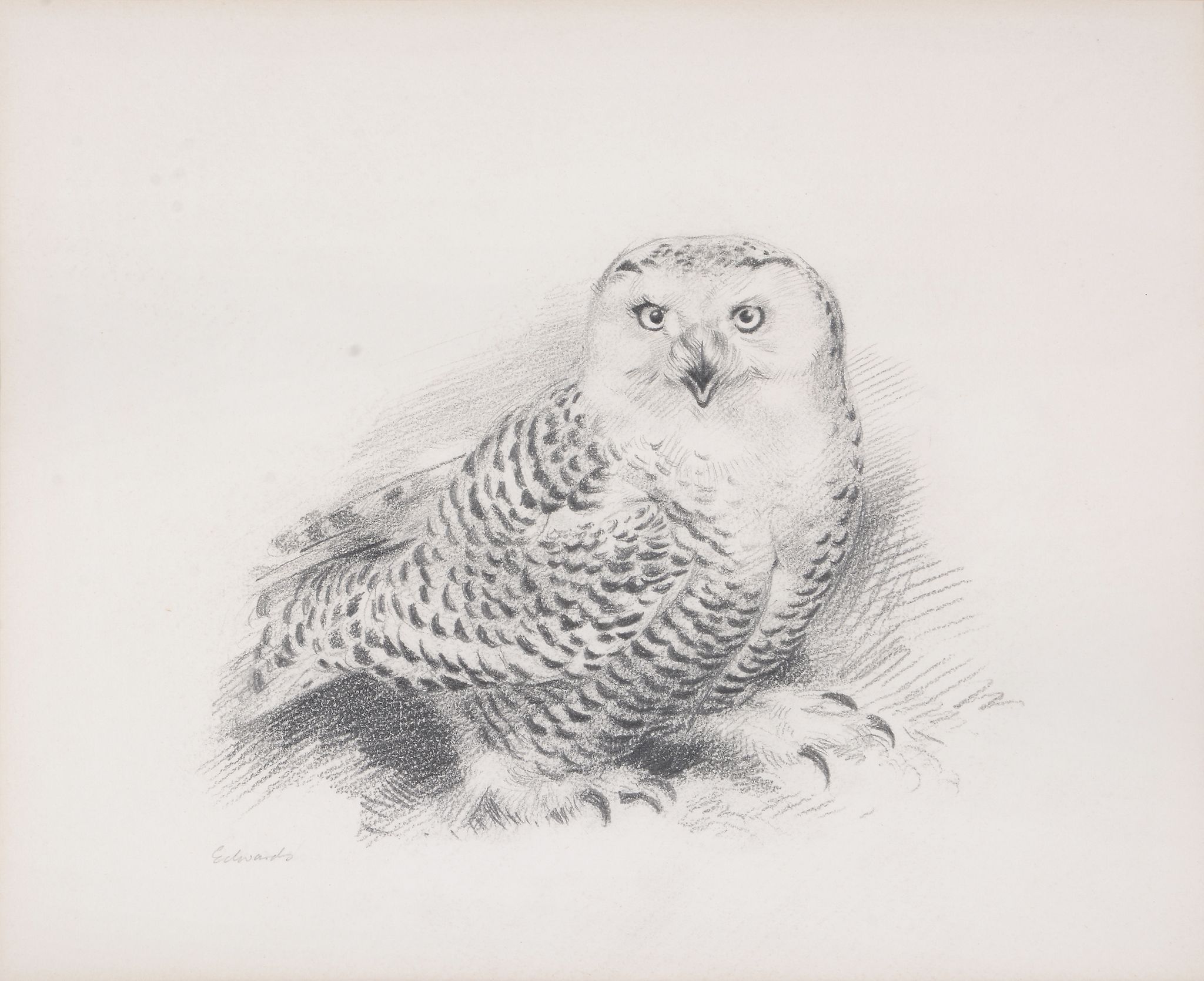 John C. Edwards (20th Century) - Study of an eagle Graphite, hightened with white, on light grey - Image 2 of 9