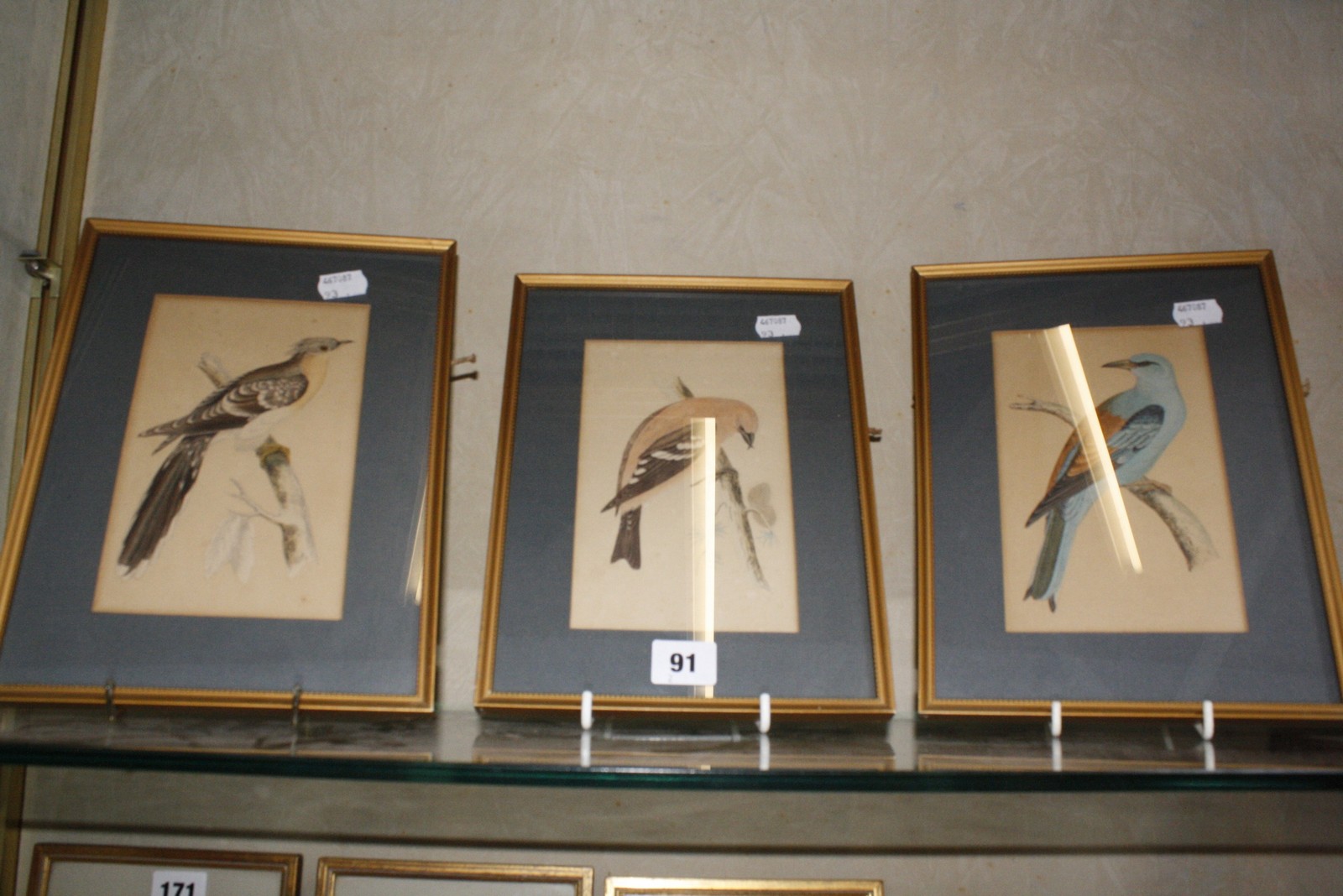 After Fawcett a set of six bird coloured engravings 'Mountain Finch', 'Passenger Pigeon', '