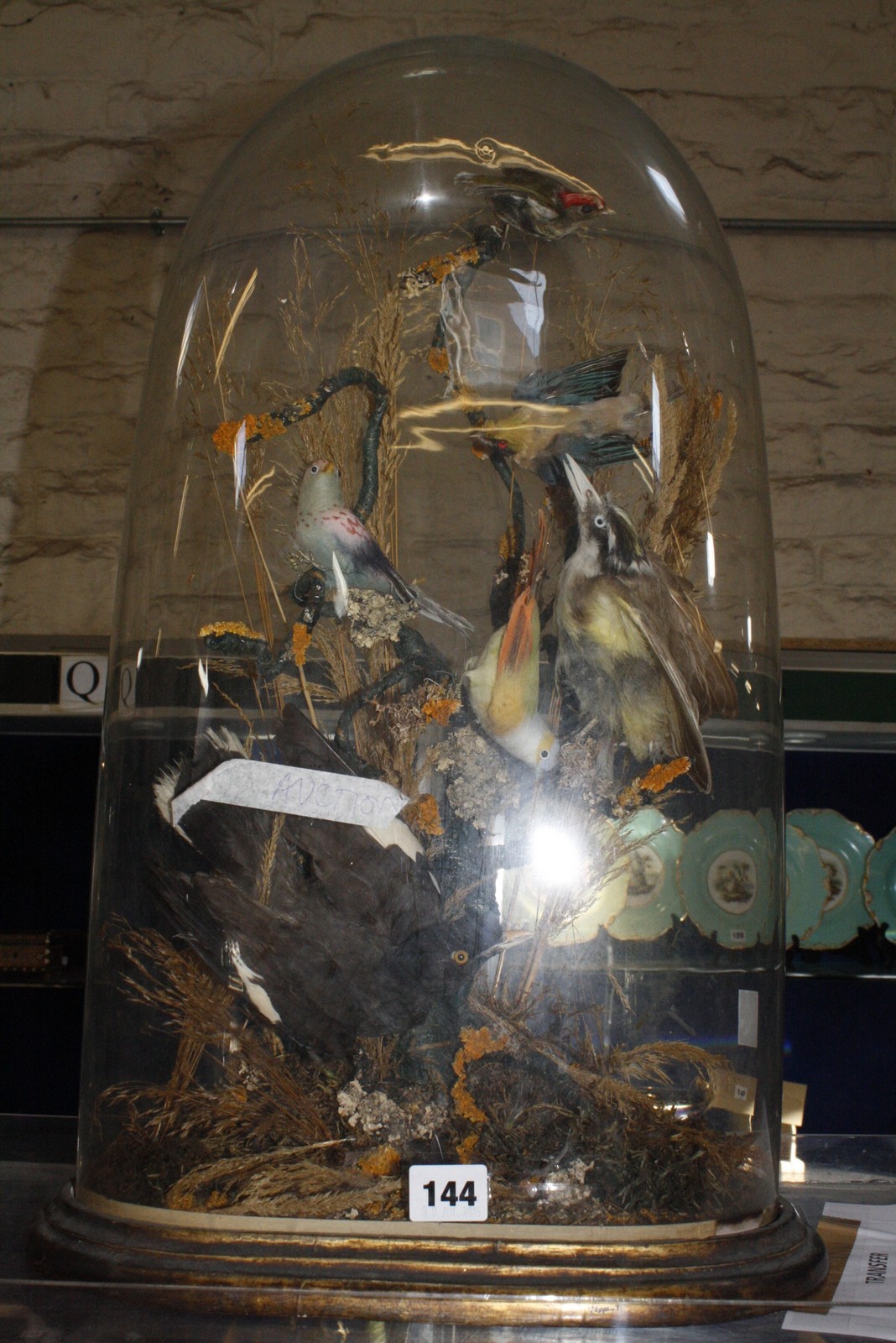 Taxidermy: Collection of small birds on branches, under a glass dome on wooden base, 55cm high