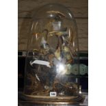 Taxidermy: Collection of small birds on branches, under a glass dome on wooden base, 55cm high