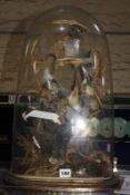 Taxidermy: Collection of small birds on branches, under a glass dome on wooden base, 55cm high