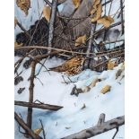 Paul Dawson (20th Century) - Thrush in winter landscape,  watercolour and bodycolour, over pencil,